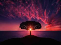 
      
      'Tree of Life' could help slow climate change: Study
      
      