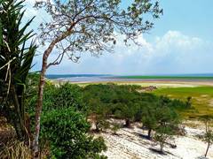 
      
      Amazon forest regrowth much slower than previously thought: Study
      
      