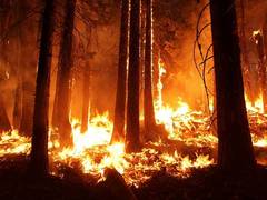 
     Deforestation in Amazon forest affecting Brazil's climate: Study
    
