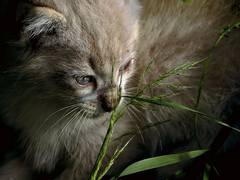 
      
      Framework for humans to see through eyes of animals developed...
      
      
