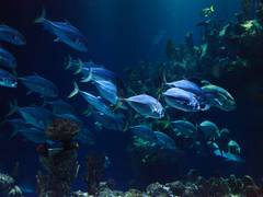 
      
      Study examines how fishes communicate 
      
      