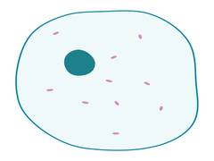 
      
      Researchers develop new technique to study movement of cells 
      
      