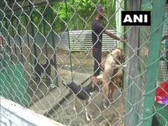 
      
      Techie couple leave IT business in US to help stray animals...
      
      