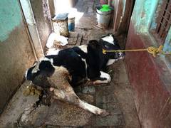 
      
      Cow dung becomes extra source of income for farmers under...
      
      