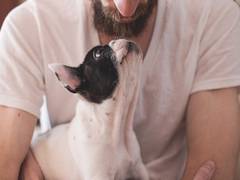 
    Study reveals living environment affects microbiota, health of both dogs and their owners
    
