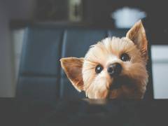 
      
      Here's how you can make your four-legged friends feel at ease...
      
      