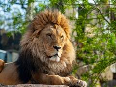 
      
      Fear of predators leaves long-lasting changes in wild...
      
      
