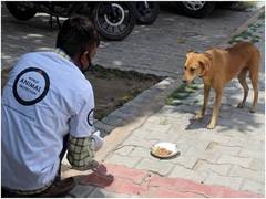 
      
      World Animal Protection and NDMC feed hundreds of stray dogs...
      
      
