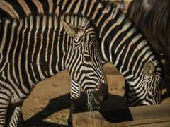 
      
      Study explores whether total number of living vertebrates'...
      
      