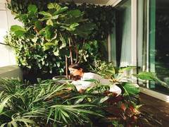 
      
      Anushka Sharma shares picture nurturing plants in her balcony
      
      