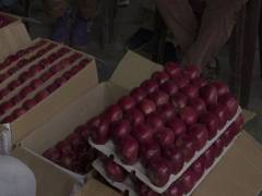
      
      Apple farmers in Himachal Pradesh rejoice as demand soars
      
      