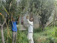 
      
      J-K apple growers get subsidy under PMDP for constructing...
      
      