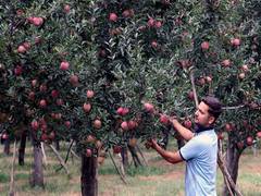 
      
      Agri export activities pick up in J-K, Ladakh, says Centre
      
      