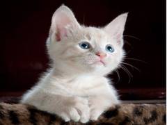 
    Study finds 'contra freeloading' rare in domestic cats
    