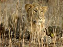 
      
      Govt launches conservation project for Asiatic lions
      
      
