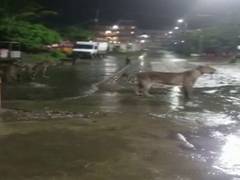
      
       Gujarat: Group of lions walk into Junagarh city, sent back...
      
      