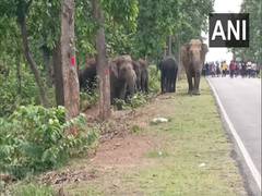 
      
      Odisha: Elephants from Jharkhand's forest range damage houses...
      
      