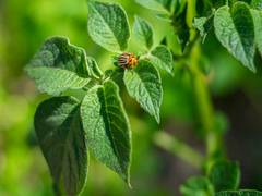 
      
      'Insect-eating plant harnesses rain energy to power its traps'
      
      