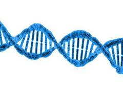 
      
      Bioengineers opening up DNA to delete disease: Study
      
      