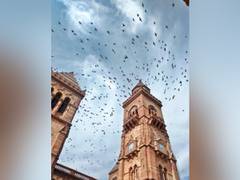 
      
      Malaria in birds spreading via global hotspots
      
      