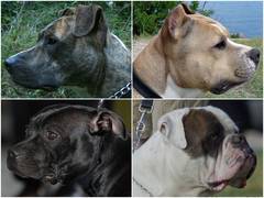 
    Your dog may have hidden colours due to gene variants, study finds 
    