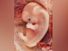 
      
      Babies grasp social, cultural cues at dinner table
      
      