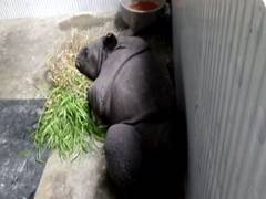 
      
      Assam: Over 50 animals dead in Kaziranga National Park as...
      
      
