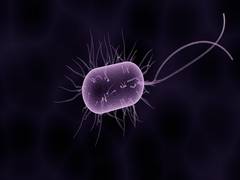 
      
      Dangerous bacteria communicate with each other to avoid...
      
      