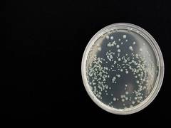 
      
      Study focuses on bacterium linked to deadly childhood disorder
      
      