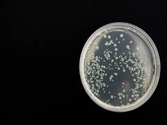 
      
      Researchers find bacterial toxin with healing effect
      
      