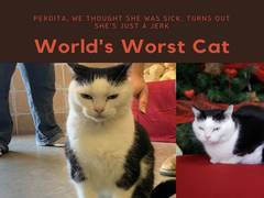 
      
      'World's worst cat' bombarded with adoption requests
      
      