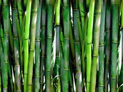 
    Here's how bamboo tapping helps in warding off body pain
    