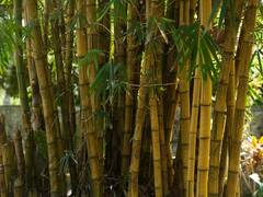 
      
      Here's how Bamboo is bringing development in Jharkhand
      
      