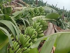 
      
      Andhra: Heavy rain destroys banana crop in Anantapur, farmers...
      
      