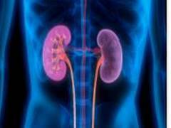 
      
      Study examines the effects of COVID-19 on human kidney cells
      
      
