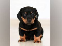 
      
      Puppies develop social skills to communicate with people...
      
      