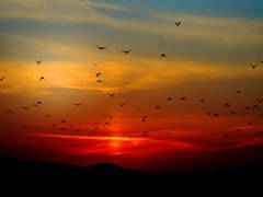 
      
      Study shows flocking birds, schooling fish, other collective...
      
      
