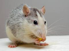 
      
      Mammals dream about world they are entering
      
      