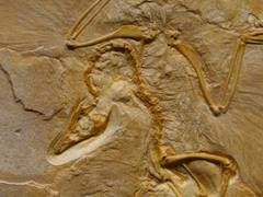 
      
      Genomics-informed decisions can help save species from...
      
      