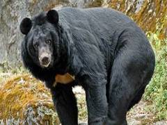 
      
      Chandrapur: Forest department rescues bear after it enters...
      
      
