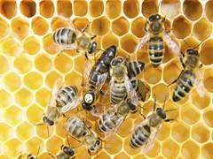 
      
      Bees can connect symbols to numbers, finds study 
      
      