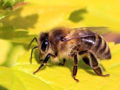 
      
      Bees locate their queen by performing cascade of 'scenting'...
      
      