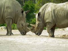 
    Researchers create fake horn to support	 rhino conservation
    