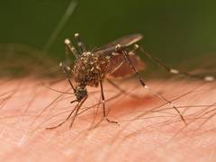 
      
      Mated female mosquitoes transmit more malaria parasites: Study
      
      