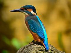 
      
      Study suggests improving water quality could help conserve...
      
      