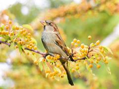 
      
      Odisha activist creates awareness about protecting sparrows...
      
      