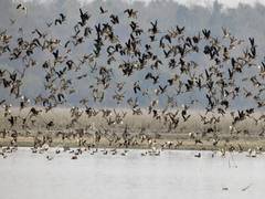 
      
      Serological samples of bird droppings from Delhi zoo test...
      
      
