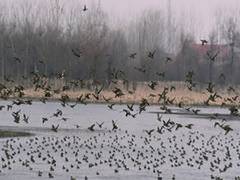 
      
      165 birds found dead in Rajasthan today
      
      