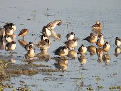 
      
      Six states confirm bird flu, Centre calls for awareness on...
      
      
