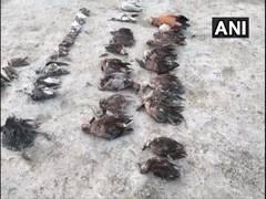 
      
      Toxin responsible for death of birds around Sambhar Lake,...
      
      